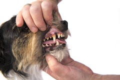 Controllo dentario - terrier di Jack russell fotografia stock Controllo dentario - terrier di Jack russell fotografia stock
