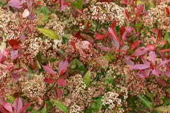 Conversão vermelha do pisco de peito vermelho do Photinia com as flores brancas no jardim da mola imagem de stock Conversão vermelha do pisco de peito vermelho do Photinia com as flores brancas no jardim da mola imagem de stock