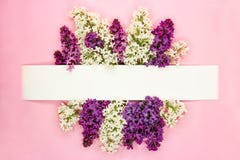 Convite ou cartão festivo com beira floral bonita Flores violetas e brancas do syringa em claro - fundo cor-de-rosa c?pia imagem de stock royalty free Convite ou cartão festivo com beira floral bonita Flores violetas e brancas do syringa em claro - fundo cor-de-rosa c?pia imagem de stock royalty free