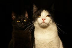 Cool cats stock photo Cool cats stock photo