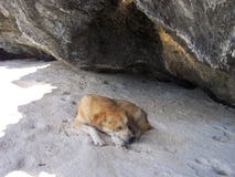 Cool dog sleeping on the beach Royalty Free Stock Photos Cool dog sleeping on the beach Royalty Free Stock Photos