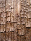 Cool Grunge Wood Bark Texture Royalty Free Stock Photo Cool Grunge Wood Bark Texture Royalty Free Stock Photo