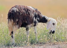 Cool middle-west goat eats a grass stock photography Cool middle-west goat eats a grass stock photography