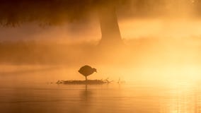 Coot At Sunrise Royalty Free Stock Photos Coot At Sunrise Royalty Free Stock Photos