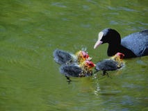 Coot with chicks royalty free stock image Coot with chicks royalty free stock image