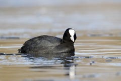 Coot, Fulica atra royalty free stock images Coot, Fulica atra royalty free stock images