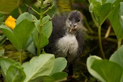 Coot in garden Royalty Free Stock Image Coot in garden Royalty Free Stock Image