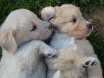 Copains Copains