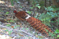 Copper Pheasant male in South Kyushu, Japan stock images Copper Pheasant male in South Kyushu, Japan stock images