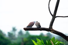 Coppia gli uccelli delle coppie ciao sul ramo di albero in pioggia di caduta immagine stock libera da diritti Coppia gli uccelli delle coppie ciao sul ramo di albero in pioggia di caduta immagine stock libera da diritti