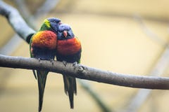 Coppia l'amante dei pappagalli o dei lorikeets selvaggi dell'arcobaleno immagini stock libere da diritti Coppia l'amante dei pappagalli o dei lorikeets selvaggi dell'arcobaleno immagini stock libere da diritti