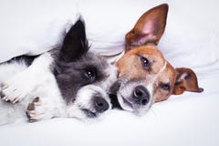Coppie dei cani nell'amore a letto fotografia stock libera da diritti Coppie dei cani nell'amore a letto fotografia stock libera da diritti