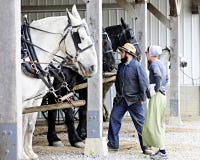 Coppie di Amish che controllano i loro cavalli fotografia stock libera da diritti Coppie di Amish che controllano i loro cavalli fotografia stock libera da diritti