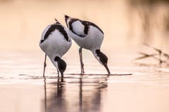 Coppie di foraggiare avocetta pezzata fotografia stock Coppie di foraggiare avocetta pezzata fotografia stock