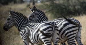Coppie la zebra con le parti posteriori alla macchina fotografica fotografia stock libera da diritti Coppie la zebra con le parti posteriori alla macchina fotografica fotografia stock libera da diritti