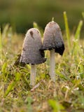 Coprinus Atramentarius-mushrooms Royalty Free Stock Photos