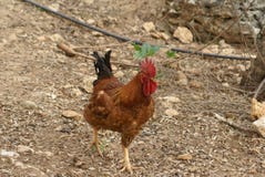 Coq cockerel photo libre de droits Coq cockerel photo libre de droits