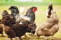Coq parmi des poulets dans le plan rapproché de jardin photographie stock Coq parmi des poulets dans le plan rapproché de jardin photographie stock