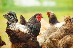 Coq parmi des poulets dans le plan rapproché de jardin photographie stock Coq parmi des poulets dans le plan rapproché de jardin photographie stock