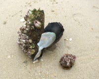 Coquillages avec des conséquences de fantaisie sur un rivage arénacé de l'Andaman photos libres de droits Coquillages avec des conséquences de fantaisie sur un rivage arénacé de l'Andaman photos libres de droits