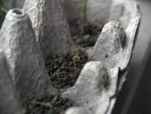 Coquille de jeune plante image stock Coquille de jeune plante image stock
