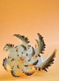 Coquille de mer photographie stock Coquille de mer photographie stock