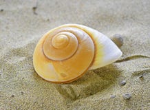 Coquille en spirale de mer Photographie stock Coquille en spirale de mer Photographie stock
