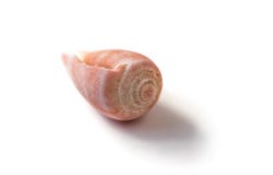 Coquille rose de mer Image stock Coquille rose de mer Image stock
