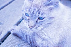 Cor cinzento-azul do gato com olhos azuis fotografia de stock Cor cinzento-azul do gato com olhos azuis fotografia de stock