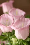 Cor-de-rosa foto de stock royalty free Cor-de-rosa foto de stock royalty free