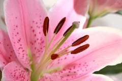 Cor-de-rosa lilly fotos de stock royalty free Cor-de-rosa lilly fotos de stock royalty free