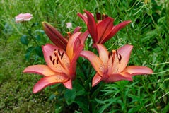 Cor-de-rosa lilly no jardim Fotos de Stock Royalty Free Cor-de-rosa lilly no jardim Fotos de Stock Royalty Free