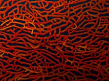Corail de fan de mer photographie stock libre de droits Corail de fan de mer photographie stock libre de droits
