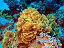 Corail en pierre Photos stock Corail en pierre Photos stock