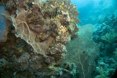 Coral Royalty Free Stock Image Coral Royalty Free Stock Image
