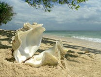 Coral Beach Oyster Shell stock photos Coral Beach Oyster Shell stock photos
