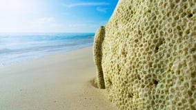Coral de la muerte en la playa arenosa soleada fotos de archivo Coral de la muerte en la playa arenosa soleada fotos de archivo