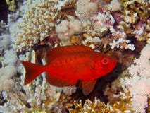 Coral Fish Royalty Free Stock Image
