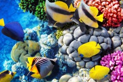 Coral and fish in the Red Sea. Egypt, Africa. royalty free stock images Coral and fish in the Red Sea. Egypt, Africa. royalty free stock images