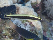 Coral fish Ringed wrasse. Ringed wrasse in red sea royalty free stock photos Coral fish Ringed wrasse. Ringed wrasse in red sea royalty free stock photos