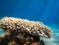 Coral In Red Sea Stock Images