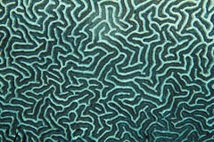 Coral pattern Texture