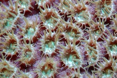 Coral Polyps Stock Images Coral Polyps Stock Images