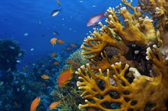 Coral Reef Stock Image Coral Reef Stock Image