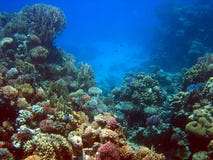 Coral reef 2