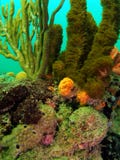 Coral Reef Stock Images