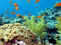 Coral reef with brain and soft corals on the bottom of tropical sea