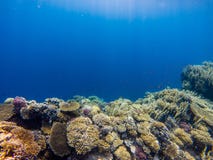 Coral reef with branching coral and colorful tropical fish swimming underwater in a natural marine ecosystem attracting royalty free stock image Coral reef with branching coral and colorful tropical fish swimming underwater in a natural marine ecosystem attracting royalty free stock image