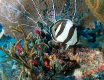 Coral Reef Composition. Stock Images Coral Reef Composition. Stock Images