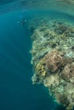 Coral Reef e Snorkeler fotografia stock Coral Reef e Snorkeler fotografia stock